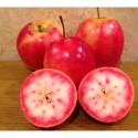 【五所川原特産】“赤～いりんご”果汁100%ジュース　《お徳用1000ml》