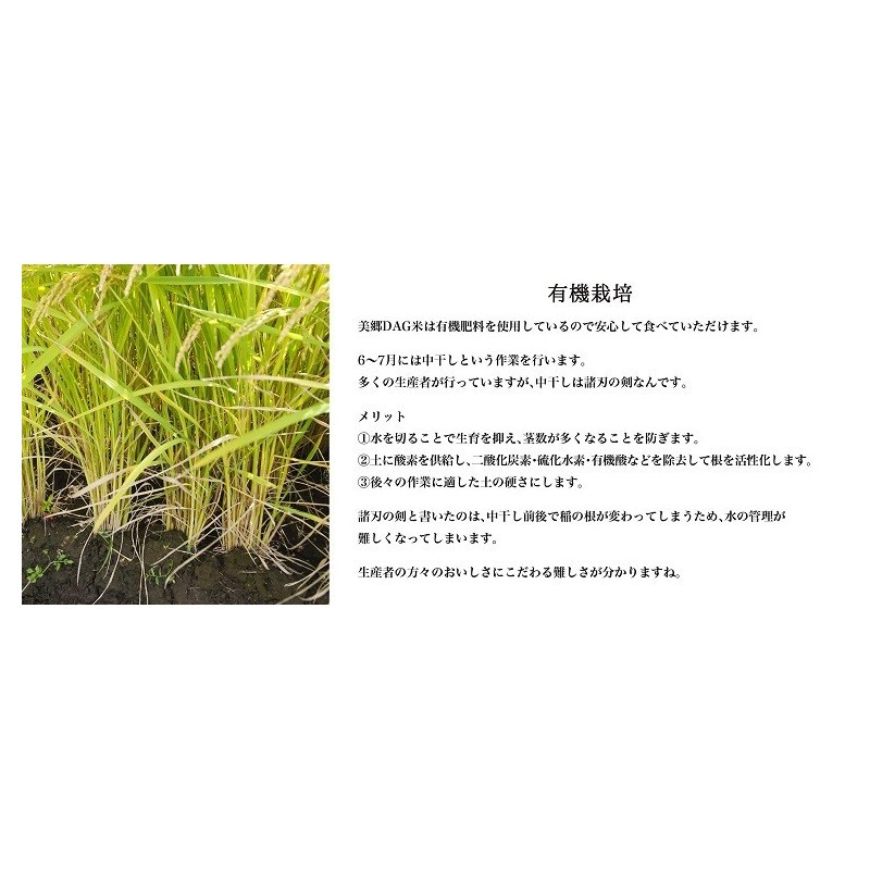 あきたこまち美郷DAG米「秋田美人」 白米 10kg 特A 一等米 常温 あきたこまち美郷DAG米「秋田美人」 白米 10kg 特A 一等米 常温