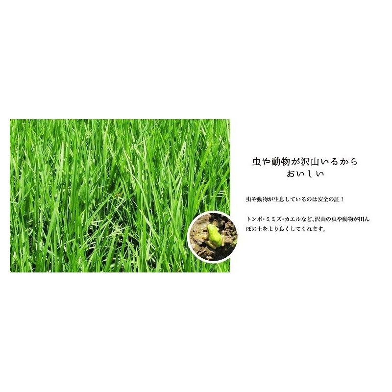 あきたこまち美郷DAG米「秋田美人」 白米 10kg 特A 一等米 常温 あきたこまち美郷DAG米「秋田美人」 白米 10kg 特A 一等米 常温